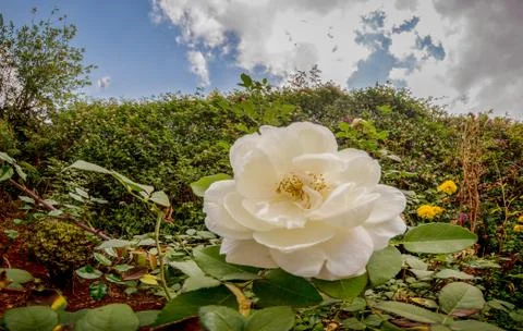 White rose in the garden Stock Photos