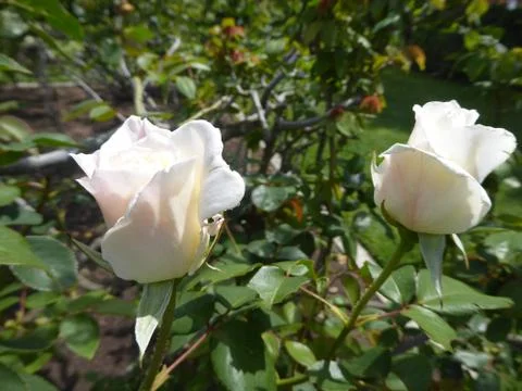 White Rose in Garden Stock Photos