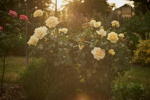 White rose in a garden Stock Photos