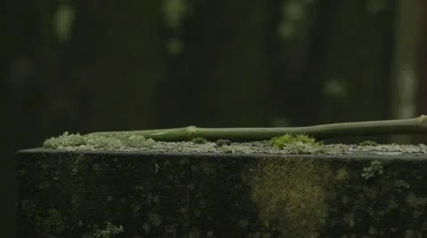 A white rose on a grave Stock Footage 11293183