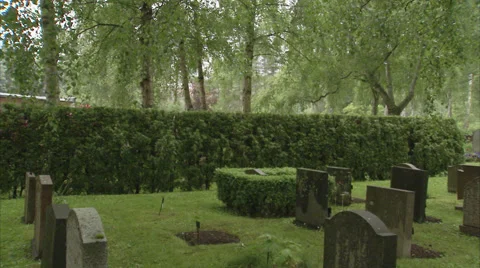 A white rose on a grave, Sweden. Stock Footage 51861728