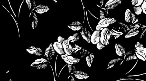 White Rose Hexagon 2 Stock Footage 34295210