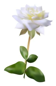 White rose Stock Illustration