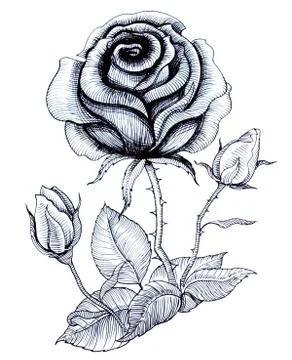 White rose Stock Illustration