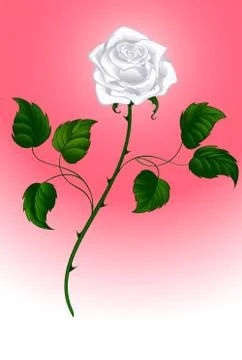 White Rose Stock Illustration