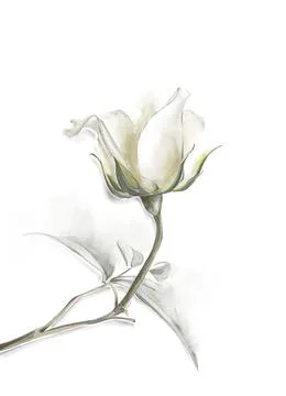 White rose Ilustración de archivo