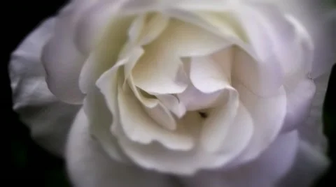 White rose with insect Stock Footage 10824959