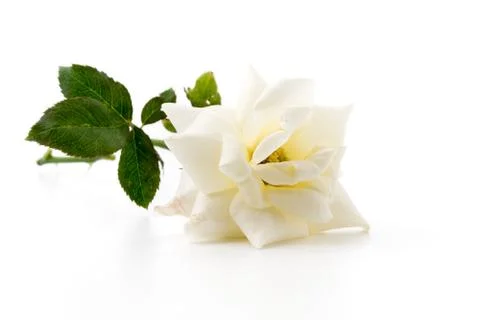 White rose on isolated background Stock Photos