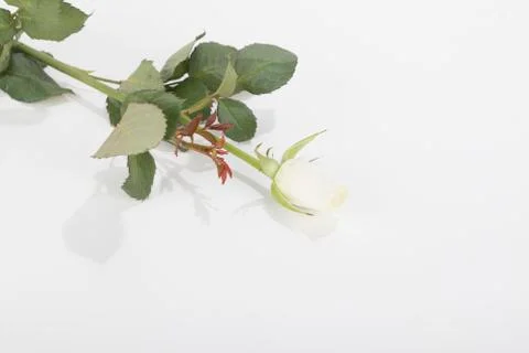 White rose, isolated Foto stock