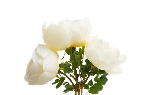 White rose isolated Stock Photos