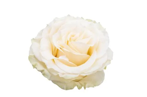 White rose isolated Stock Photos