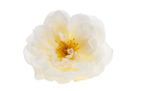 White rose isolated Stock Photos