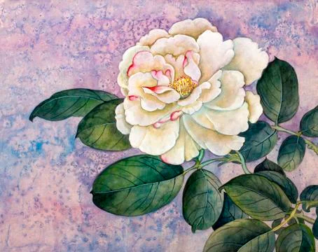 White rose on lilac background... Stock Illustration