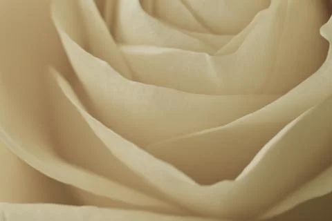 White rose macro Stock Photos