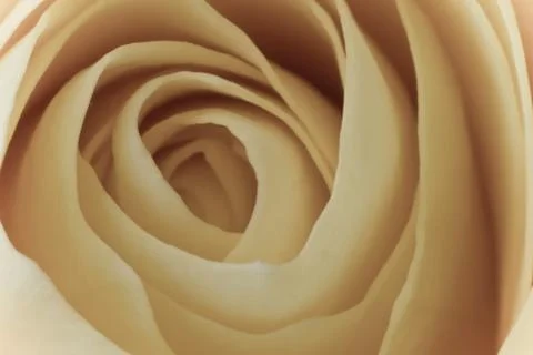White rose macro Stock Photos