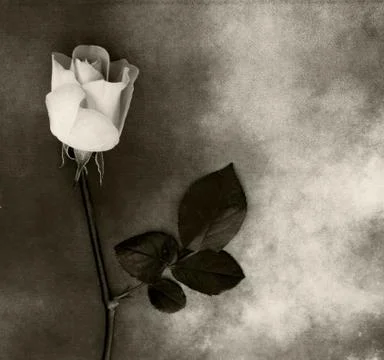 White Rose on marble background - condolence card Stock Photos