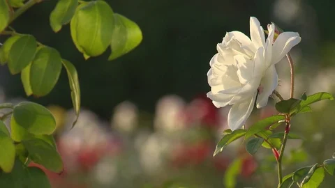 White rose in Morocco in gentle wind Stock Footage 73698633