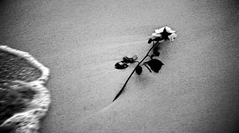 White rose in ocean Stock-Footage 48658363