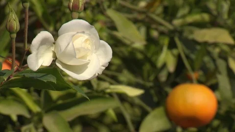 White rose with orange Video stock 73698368