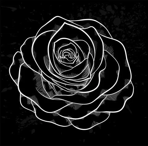 White rose outline with gray spots on a black background. Stock Illustration
