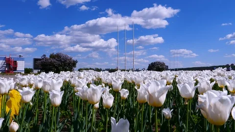 White rose in the park Stock Footage 108942905