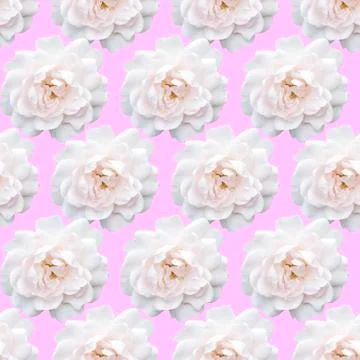 White rose pattern. Beautiful flower in garden. Floral background Stock Photos