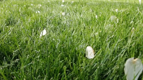 White Rose Pedals in Grass Stock Footage 45938013