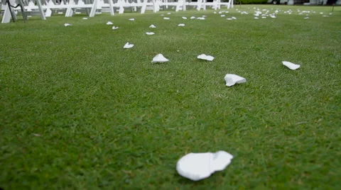 White Rose Pedals On Grass Stock-Footage 61349681