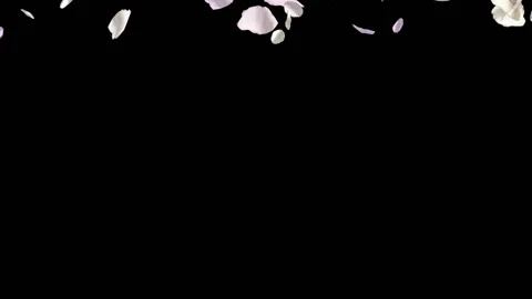 White Rose Petals Fall Stock-Footage 89247643