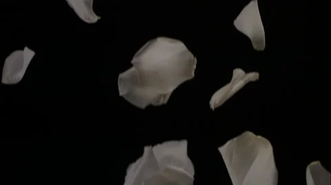 White Rose Petals Fall In Slow Motion On Black Background Stock Footage 59672832