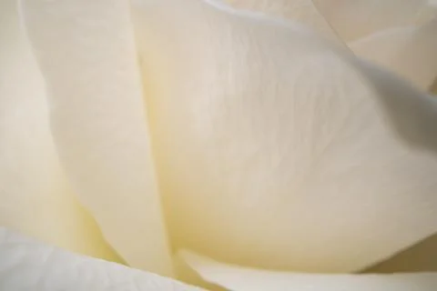 White rose petals macro view with soft light and delicate texture Stock Photos