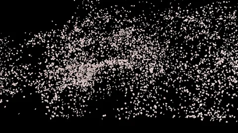 White rose petals or cherry  blossoms  blizzard flying across screen Stock Footage 124006234