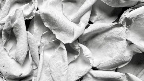 White rose petals overlap softly in crumpled textured layers creating intrica Stock Photos