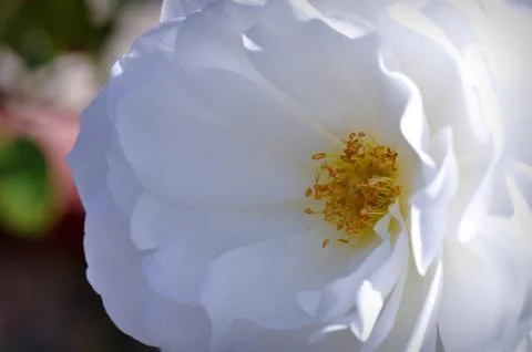 White rose Foto stock