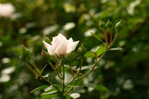 White rose Stock Photos