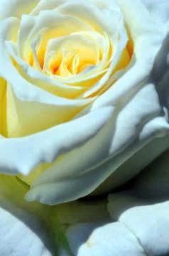 White rose Stock Photos