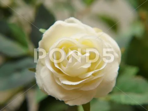 White rose Stock Photos