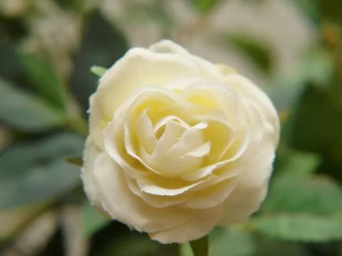 White rose Stock Photos