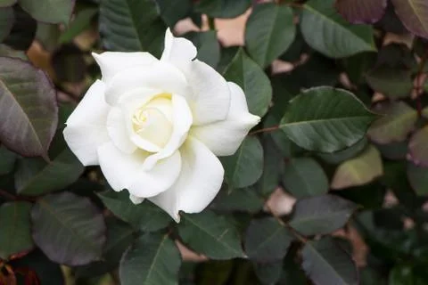 White rose Stock Photos