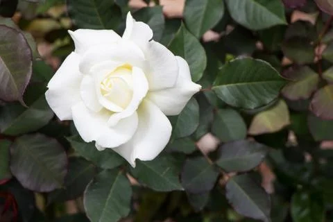 White rose Stock Photos