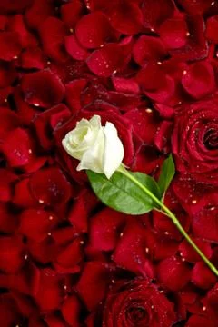 White rose Stock Photos