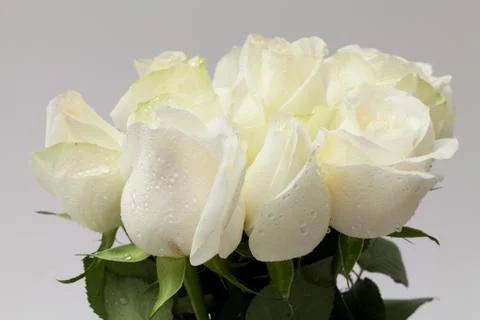 White rose Stock Photos