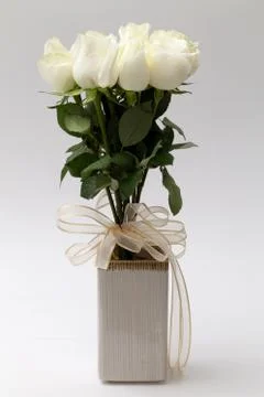 White rose Foto stock