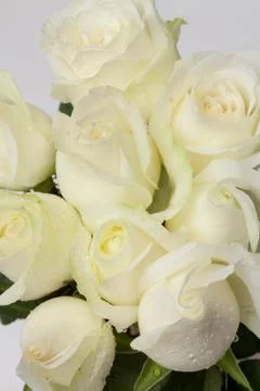 White rose Stock Photos
