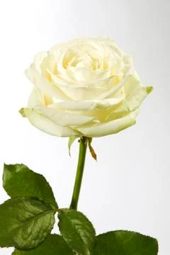 The white rose Stock Photos