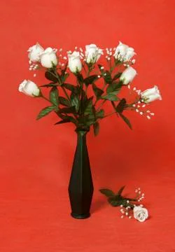 White rose Stock Photos