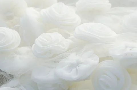 White rose Foto stock