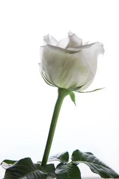 White rose Foto stock