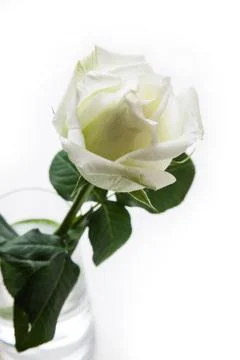White rose Foto stock
