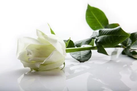 White rose Stock Photos